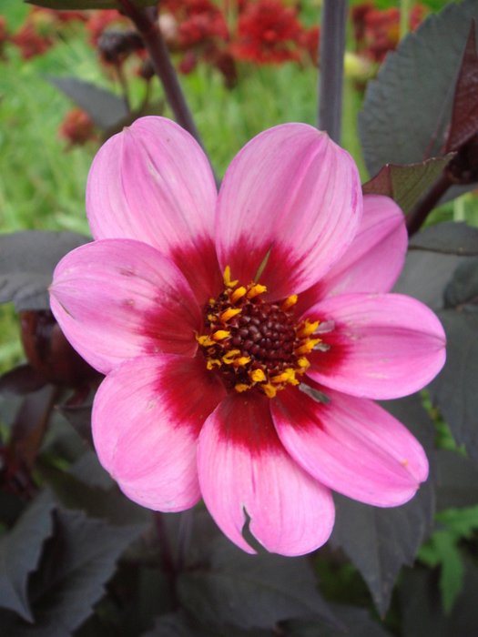 Dahlia x 'Hiss Wink' fleur